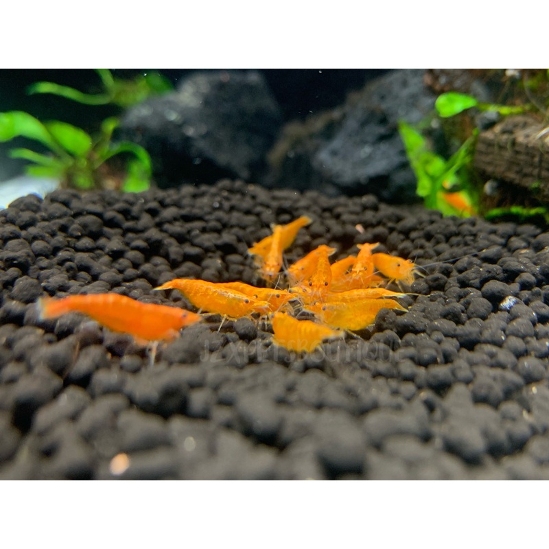 * Shrimps * Orange Cherry Shrimps (10 pieces)