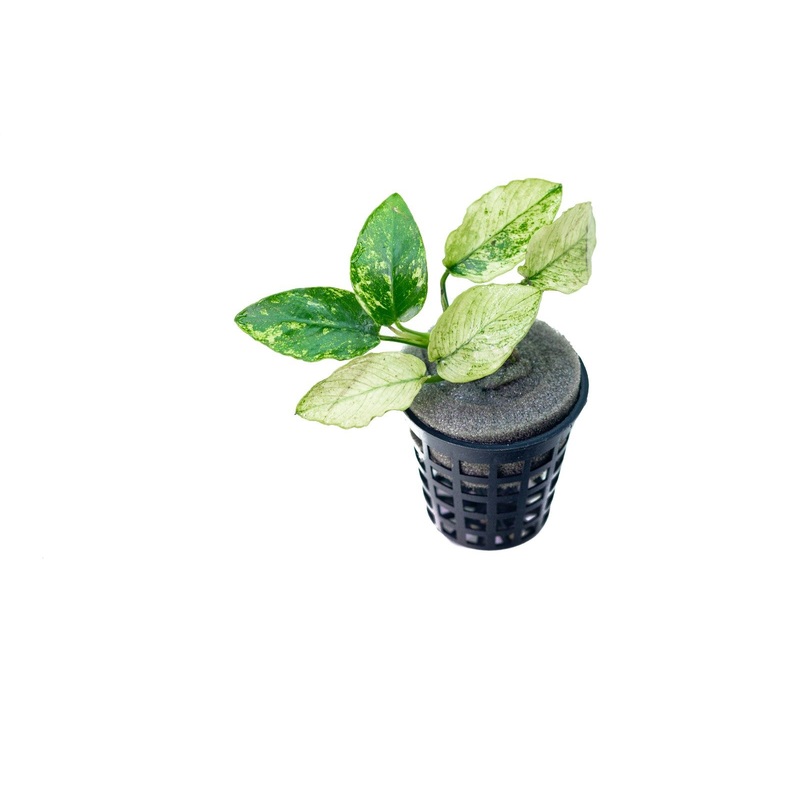 Anubias Pinto (single plant)