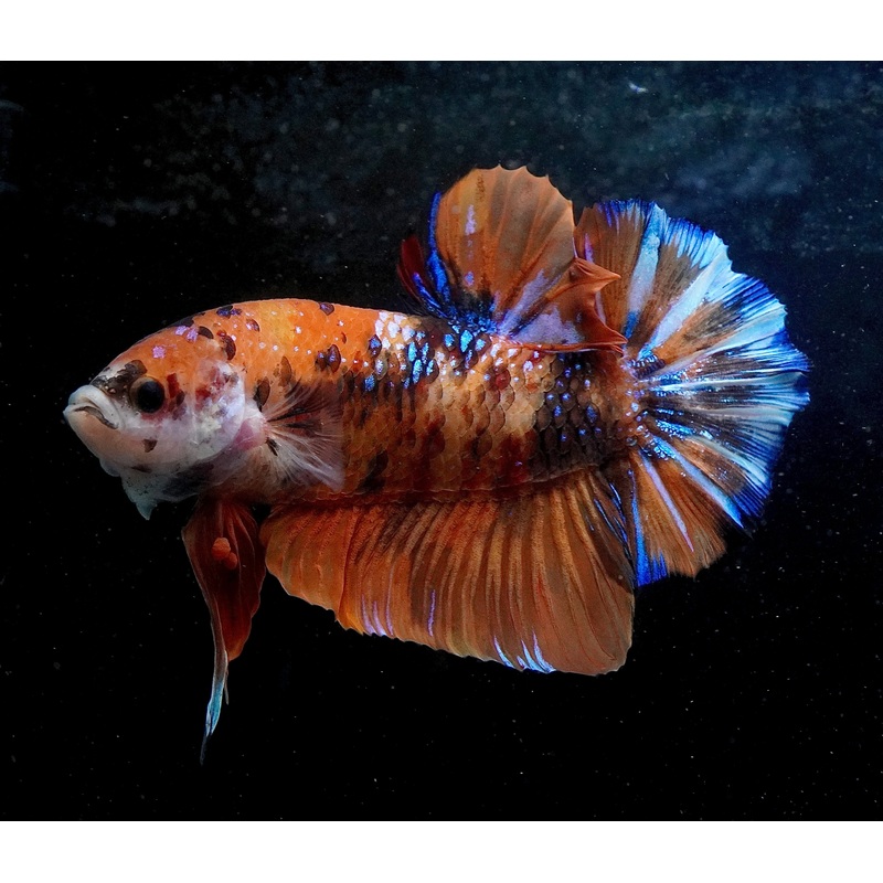 #1 (New Arrival) REAL GIANT KING Candy Tiger Nemo Koi -Male Plakat Betta Fish – High Quality Live Aquarium Male Betta Fish