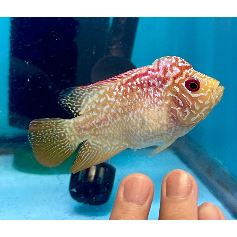*NEW #6 Golden Base Kamfa Male Flowerhorn (Mini Size 2.5) Potential Small Kamfa