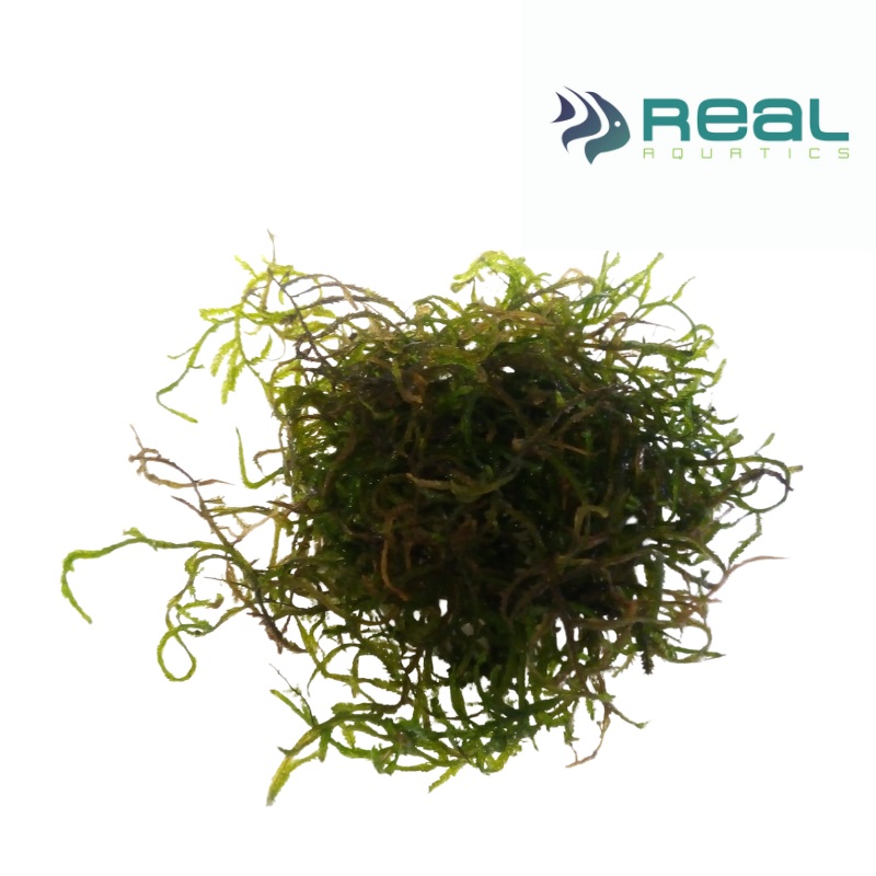 Taxiphyllum Flame Moss