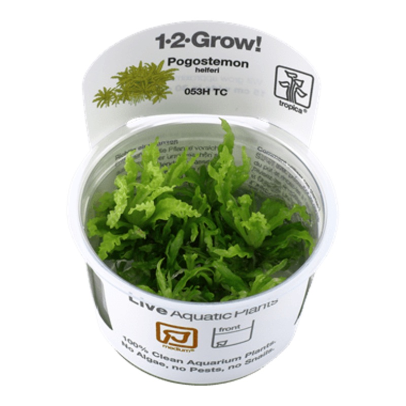 Tropica Pogostemon Helferi 1-2-GROW!