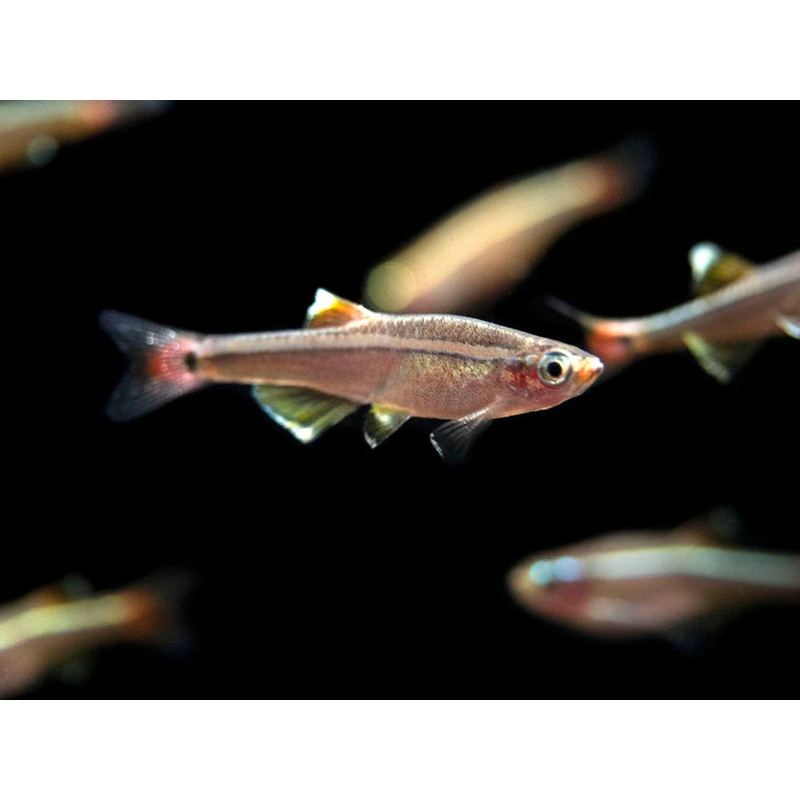 White Cloud Mountain Minnow (Tanichthys albonubes)