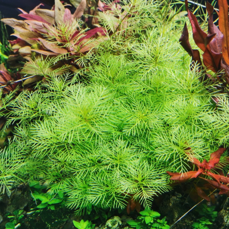 ADA IC406 Myriophyllum Mattogrossense | TC Live Plant