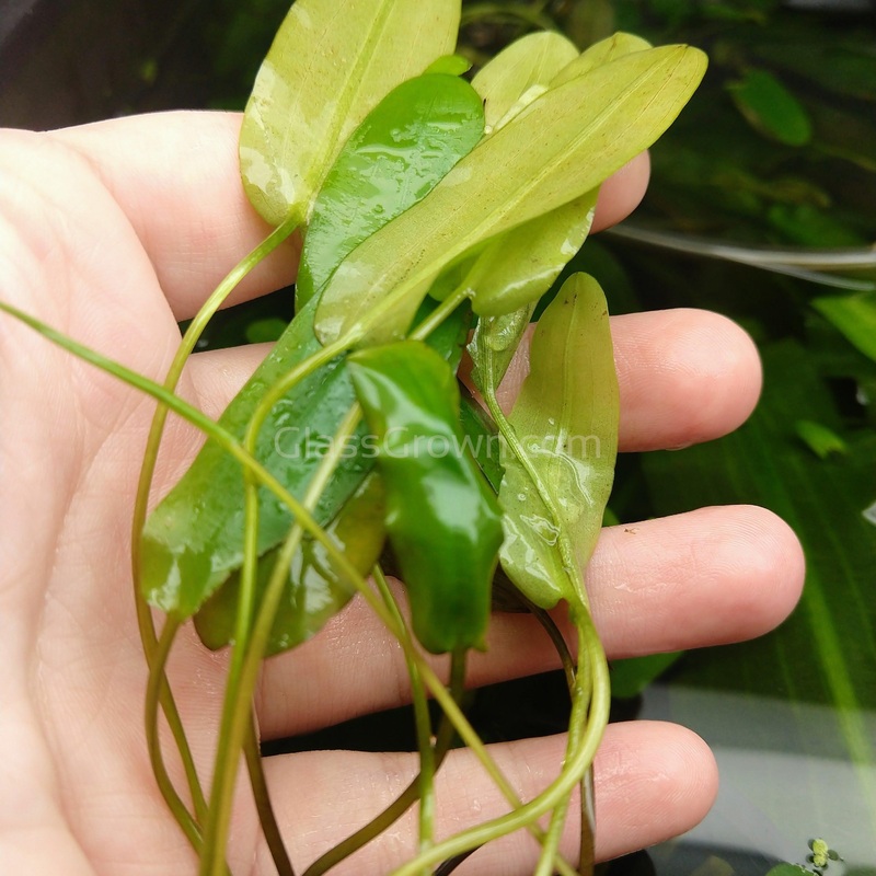 Aponogeton Natans Bulb