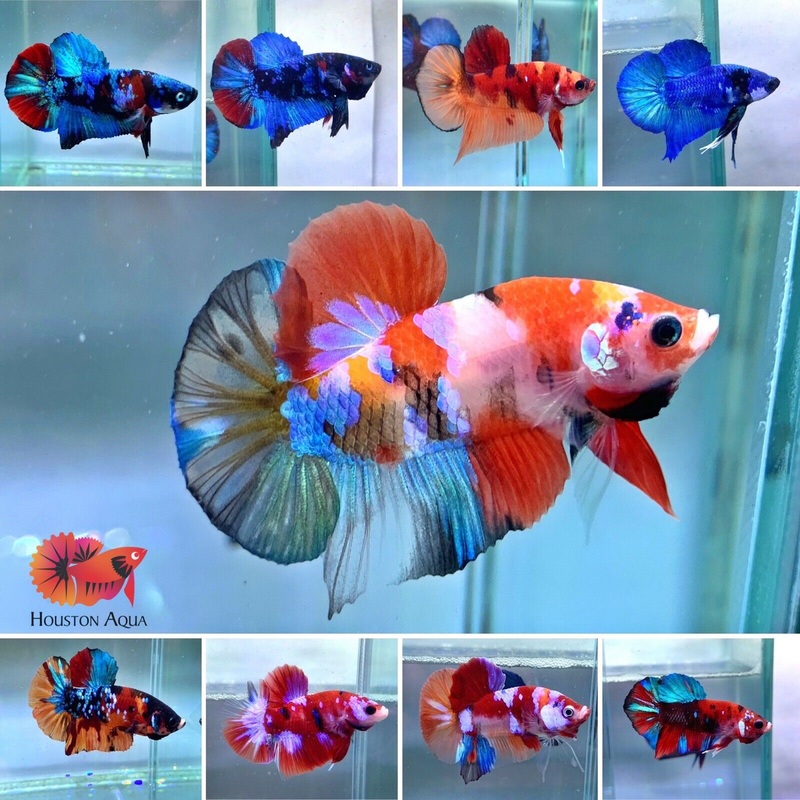 *CLEARANCE* Koi and Nemo Galaxy HM Plakat Live Male Betta Fish – Grade A+++