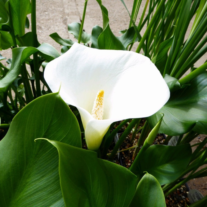Zantedeschia Aethiopica Crowborough Arum Lily 1 Litre (pack of 3)