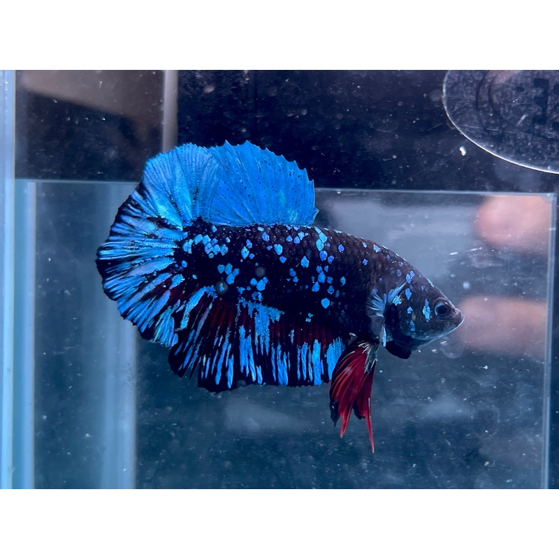* Betta * Avatar HMPK #A13 (Actual Fish)