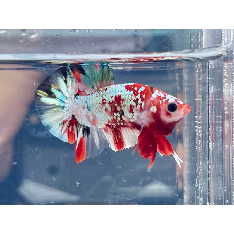 * Betta * Fancy HMPK (Actual Fish) #B17