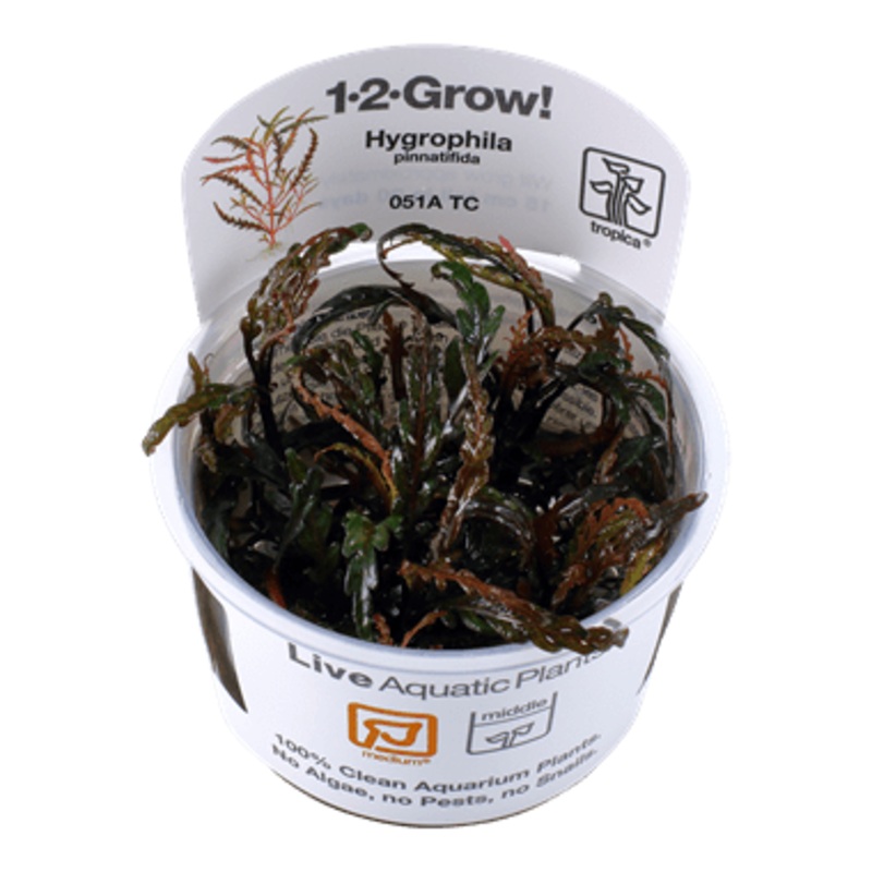 Tropica Hygrophila Pinnatifida 1-2-Grow!