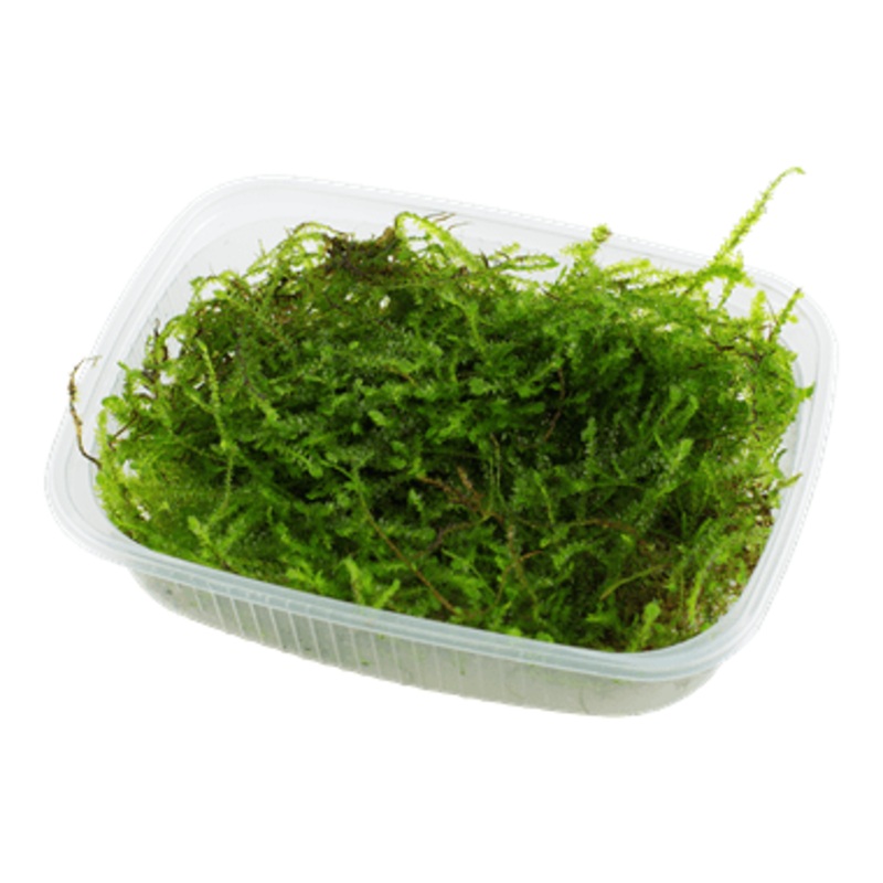 Tropica Taxiphyllum Barbieri Portion