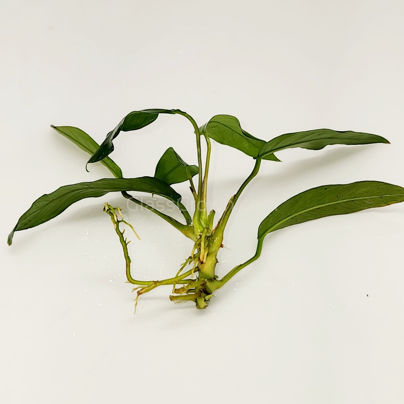 Anubias Lanceolata