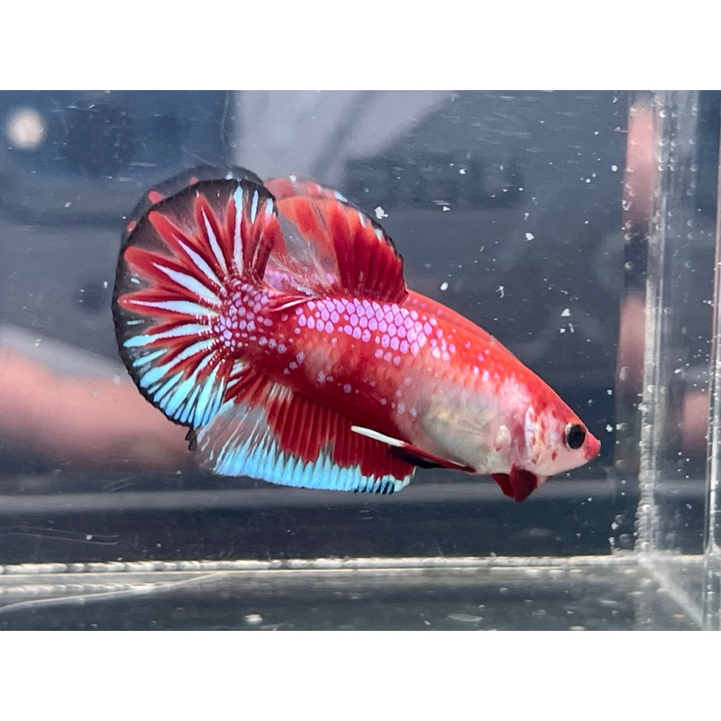 * Betta * Red Fancy HMPK #P92 (Actual Fish)