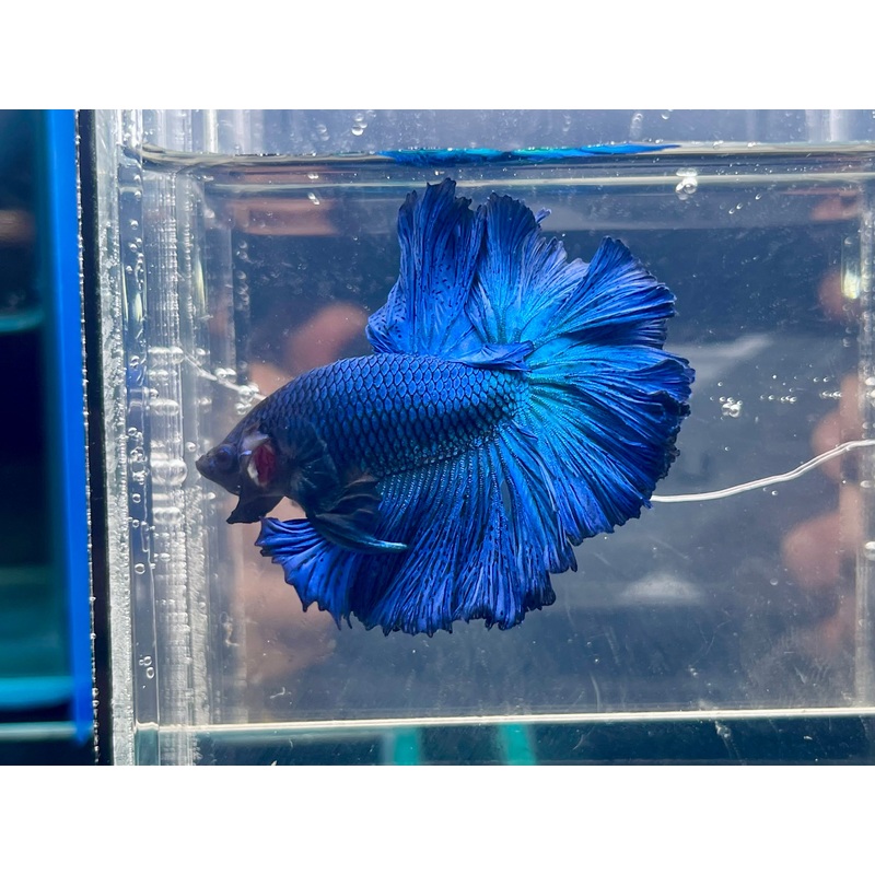 * Betta * Turquoise HM #HM22 (Actual Fish)