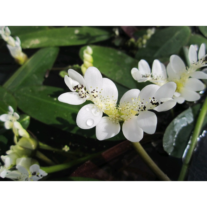 Water Hawthorn Aponogeton Distachyos Live Plant