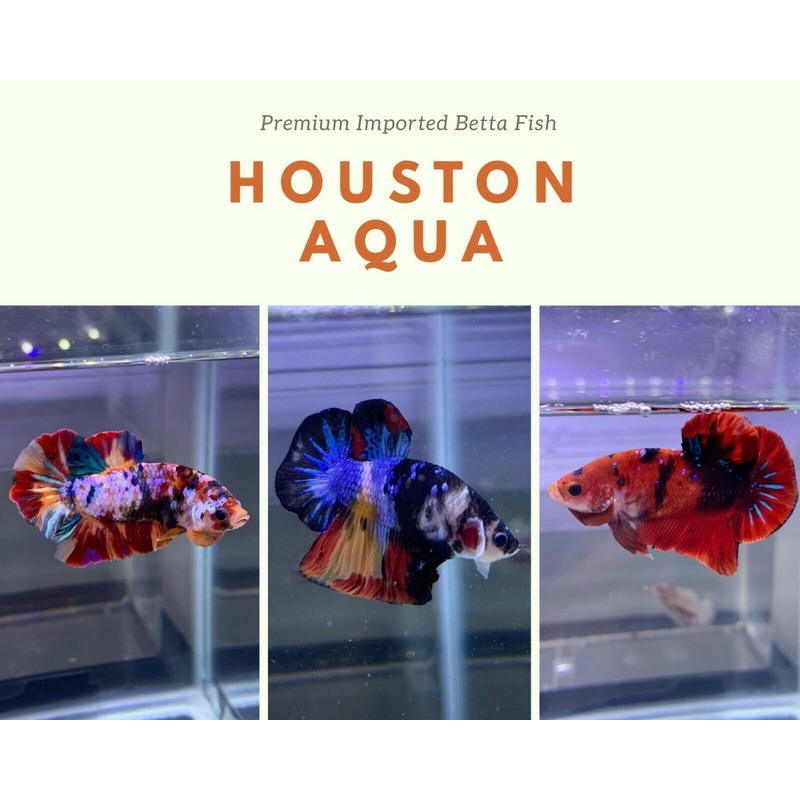 “WHOLESALE PRICE” Live Male Betta Fish Halfmoon Plakat 1
