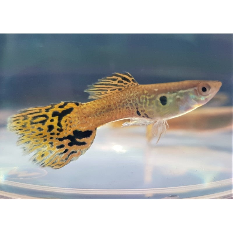 Yellow Cobra Male Guppy Single (1)