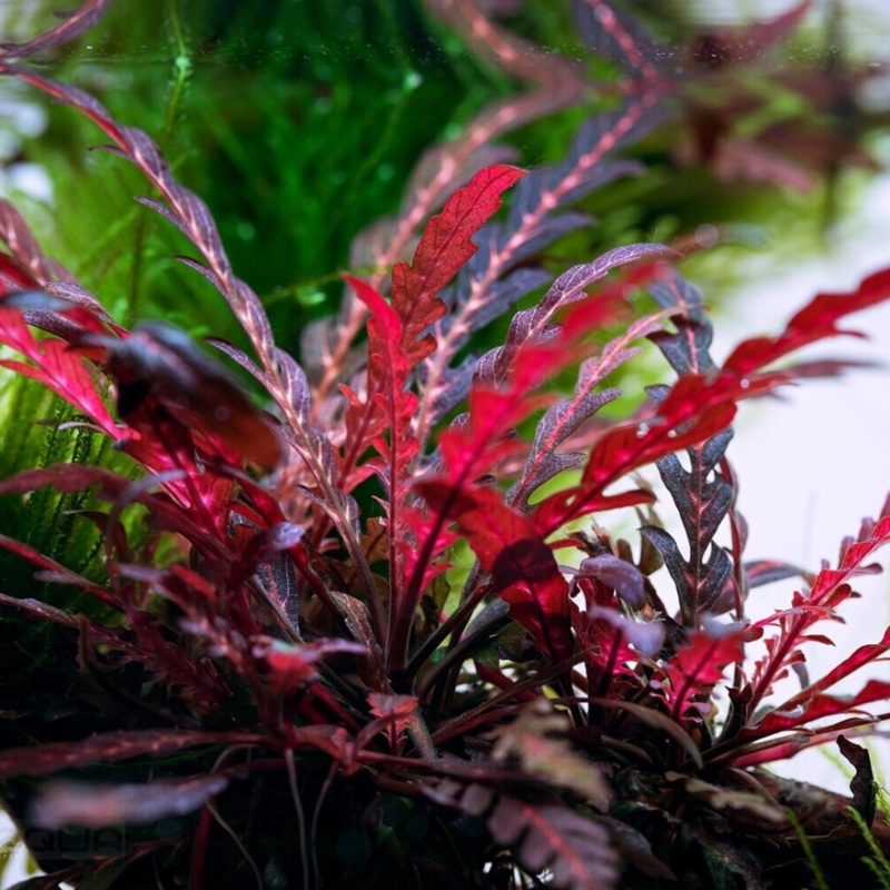 ADA IC497 Hygrophilla Pinnatifida UK | TC Live Plant