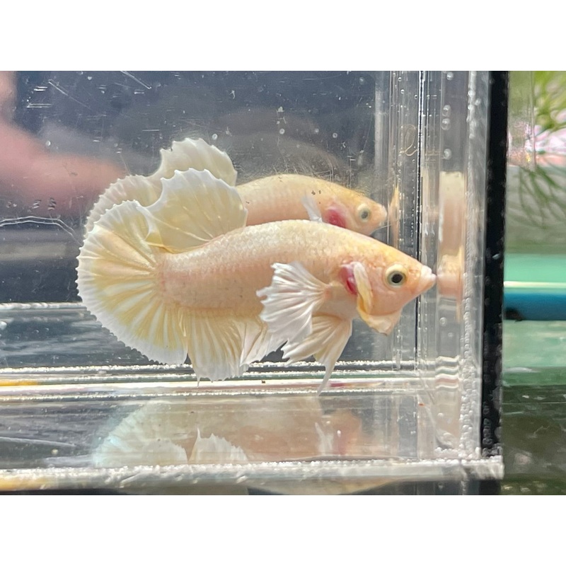 * Betta * Dumbo HMPK #P86 (Actual Fish)