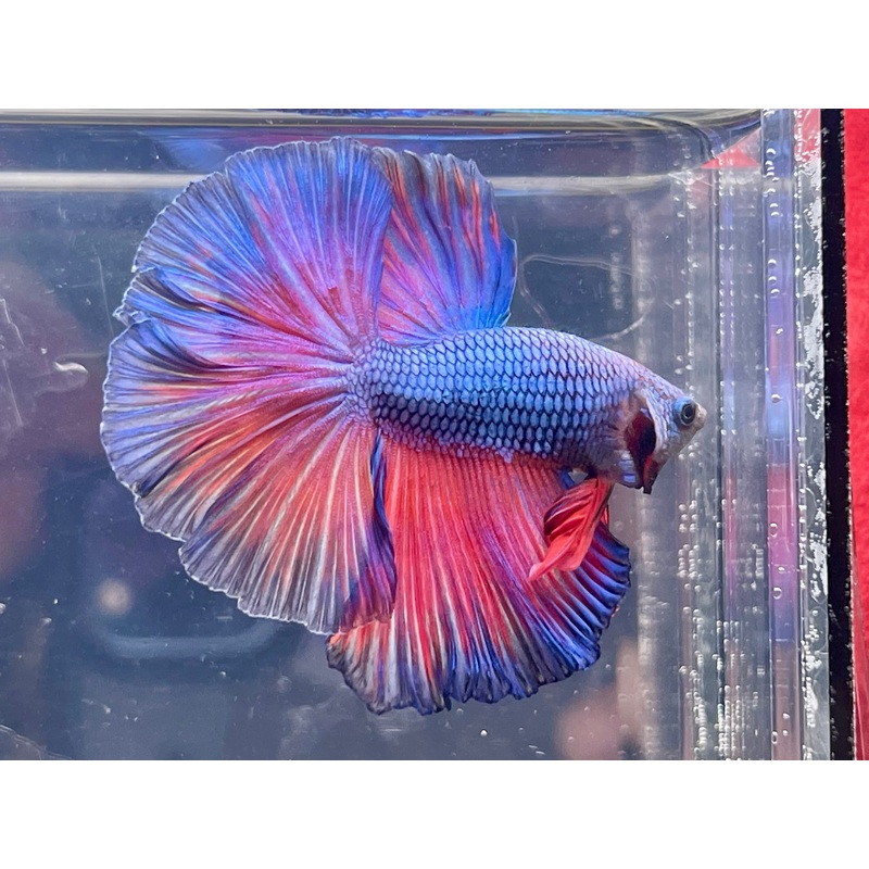 * Betta * Turquoise Metallic HM #HM56 (Actual Fish)
