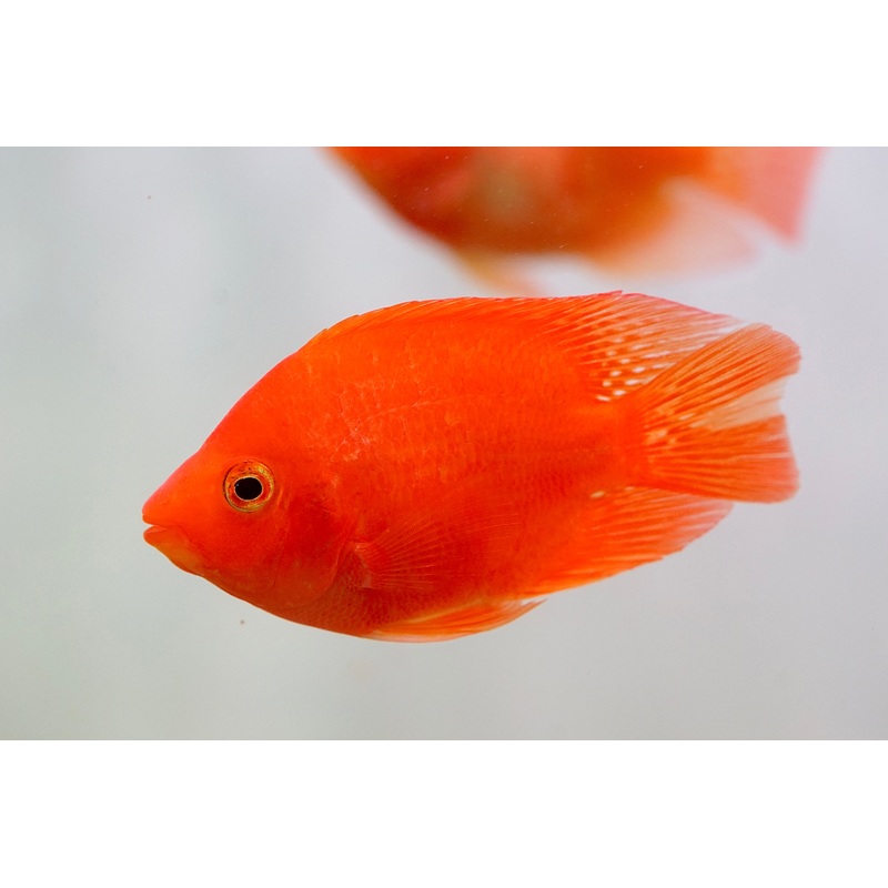 Super Red King Kong Blood Parrot Cichlid – Size 3.5″ – 4″