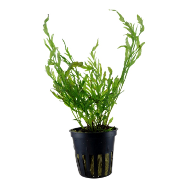 Tropica Bolbitis Heudelotii in Pot