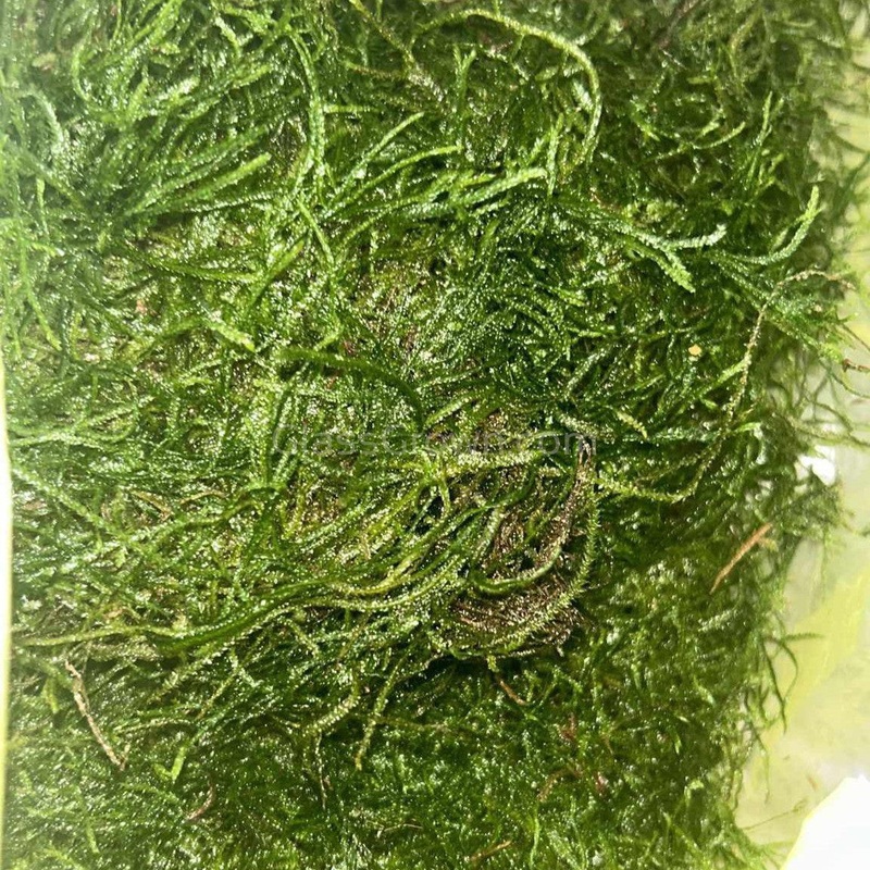 Weeping Moss 2oz Portion 2 oz (Condiment Cup)