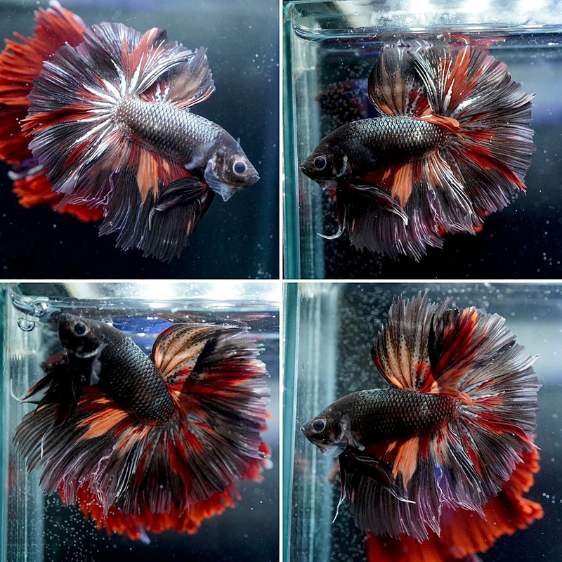 #13 (New Arrival) Black Copper Fire Tail Over Halfmoon Tail – High Quality Live Aquarium Male Betta Fish