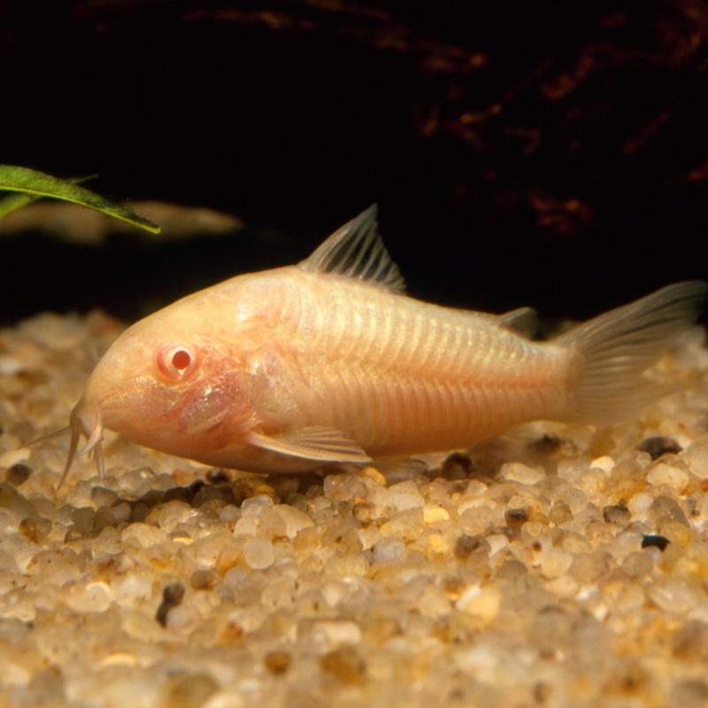 Albino Cory Corydoras Single (1)