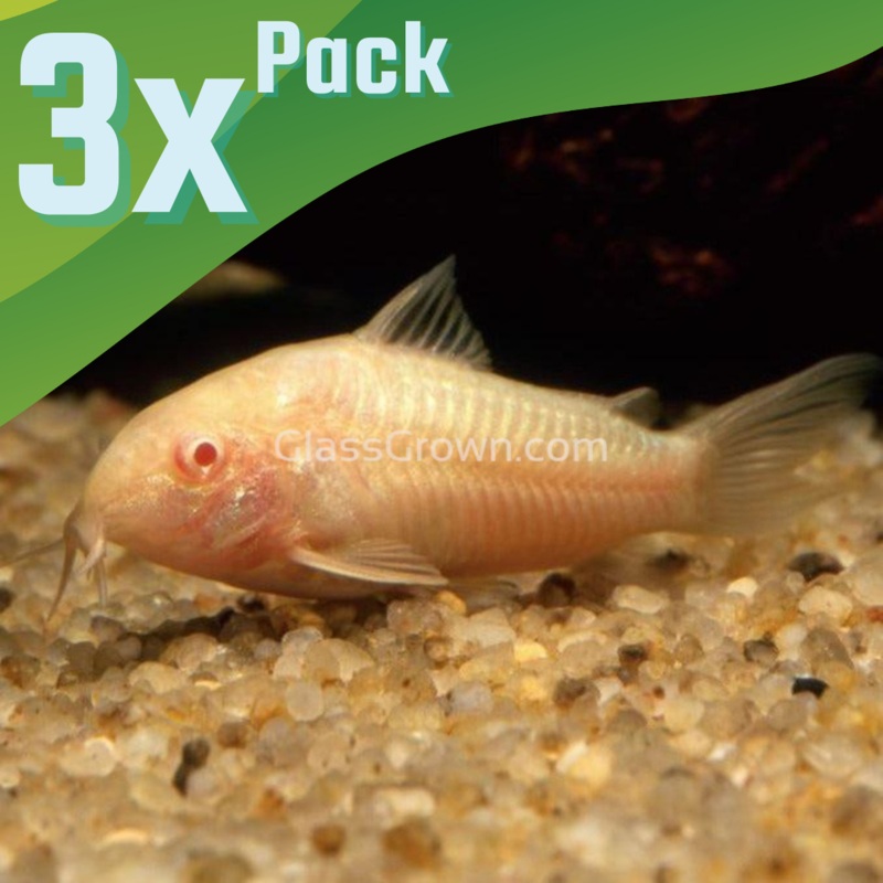 Albino Corydoras 3 Pack School of 3