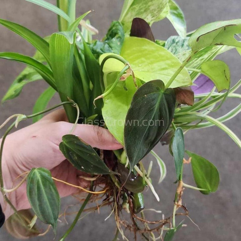 Aquarium Filter Stems- Choose your own! Golden Pothos