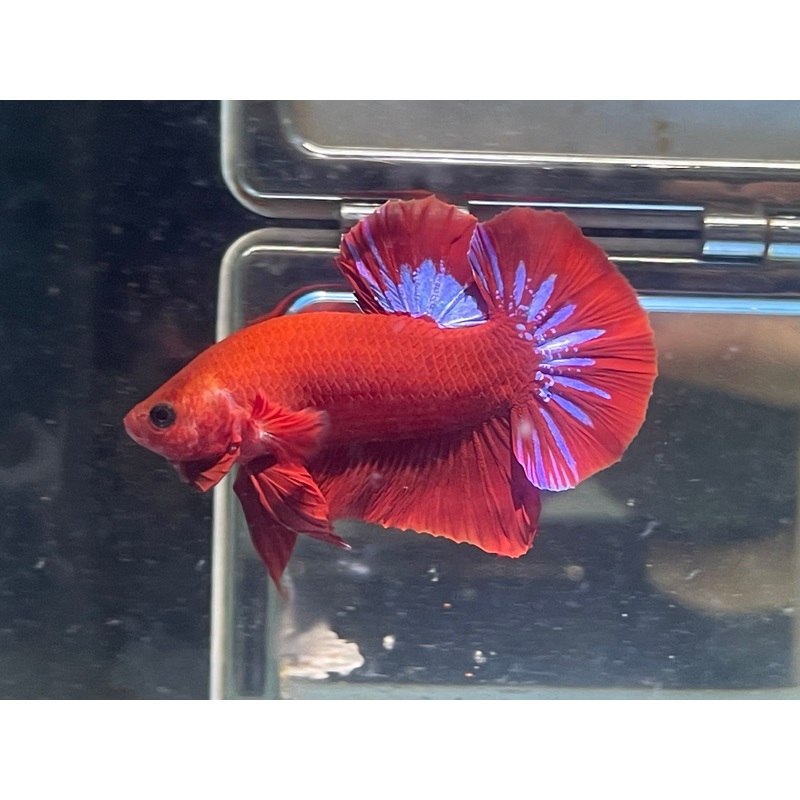* Betta * Hellboy HMPK #HB3 (Actual Fish)