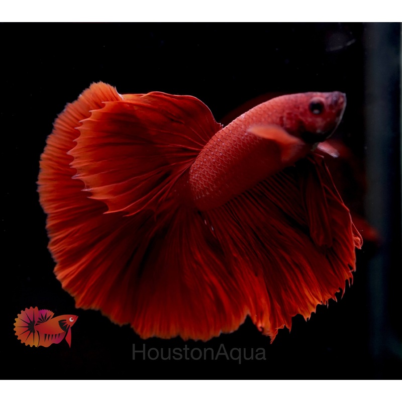 Super Red Solid Over Halfmoon