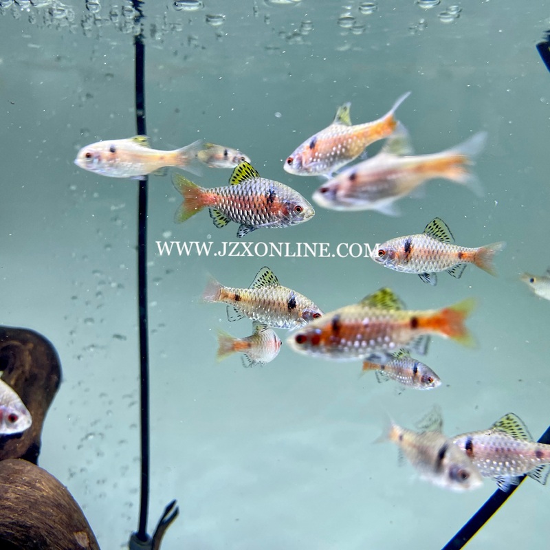 * Tetra  * Odessa Barb 2-4cm (10 pieces)