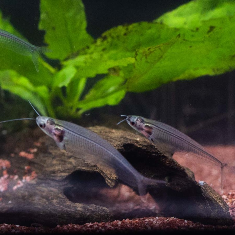Thai Glass Catfish – (No Online Purchases)