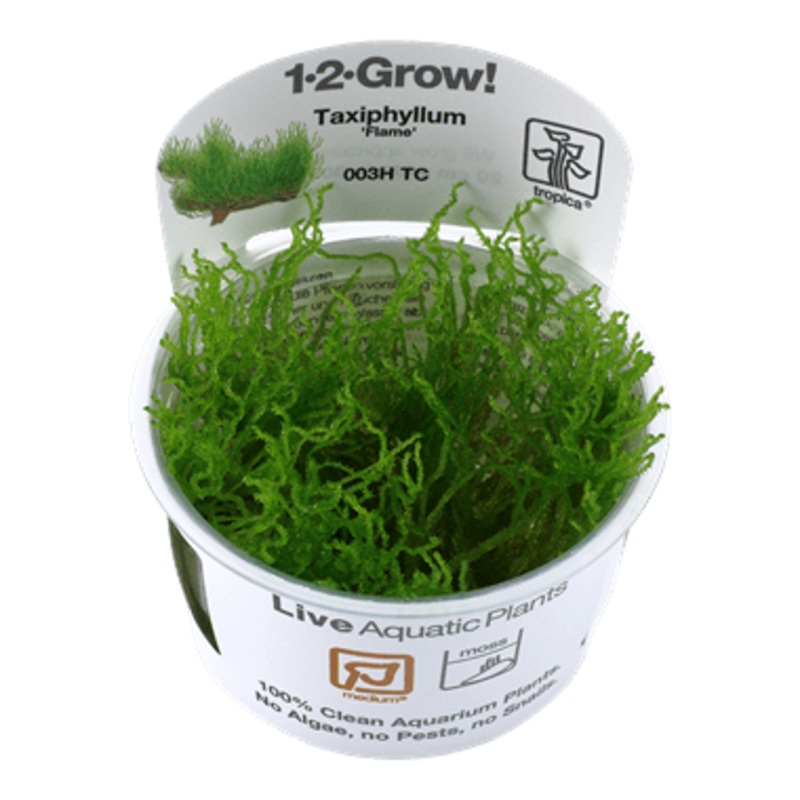 Tropica Taxiphyllum ‘Flame’ 1-2-GROW!