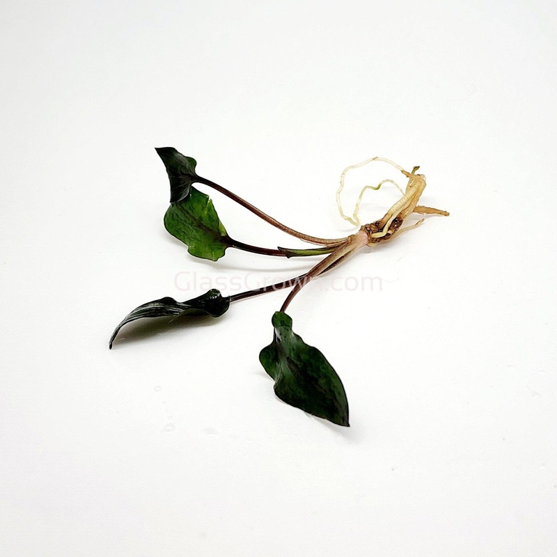 1 CENT SAMPLE Cryptocoryne Wendtii “Red”