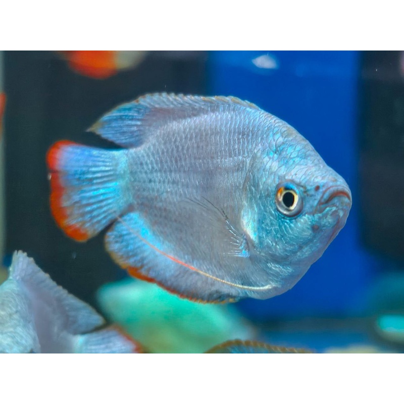 * Other Species * Assorted gouramis 2-3cm (10 pieces)
