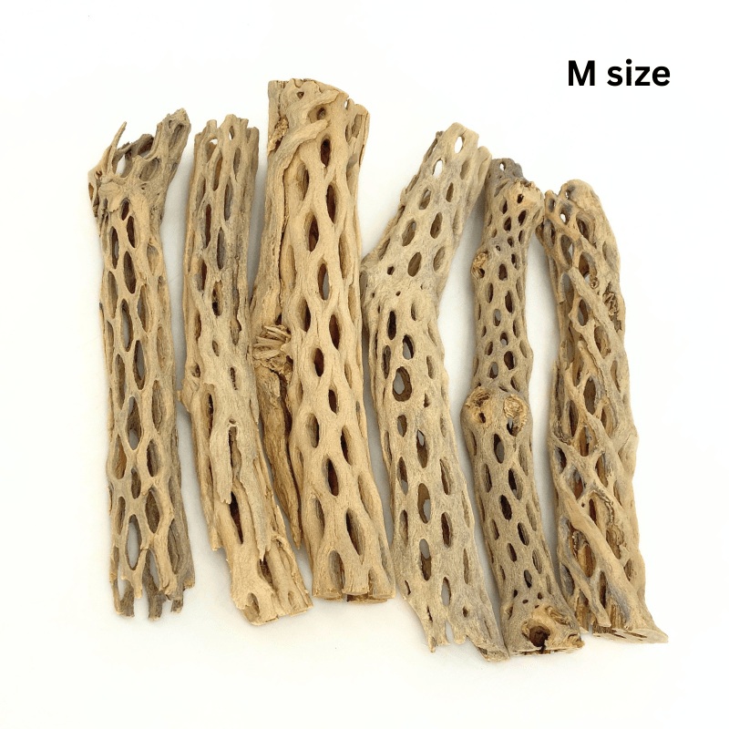ANS Cholla Wood S/M (shrimp wood) Small (7-8cm)