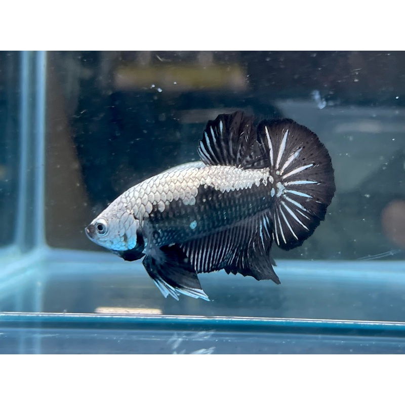 * Betta * Black Samurai HMPK #B1 (Actual Fish)