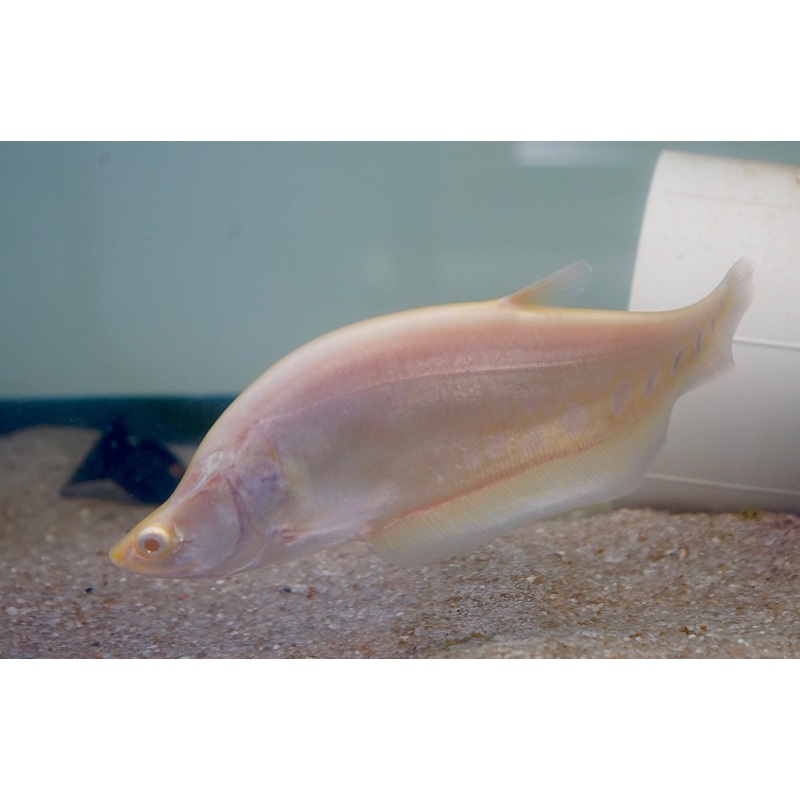 Albino Clown Knife Fish size 9 Premium Grade A+