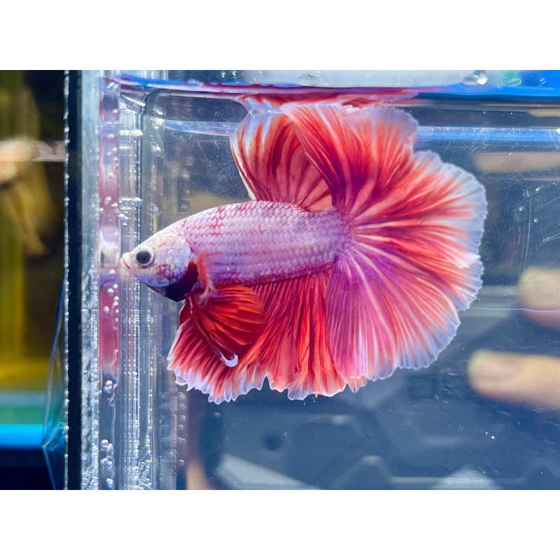* Betta * Lavender HM #HM29 (Actual Fish)