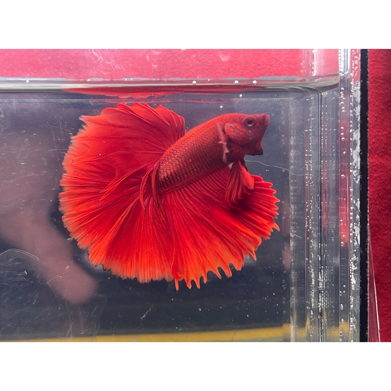 * Betta * Red HM #HM57 (Actual Fish)