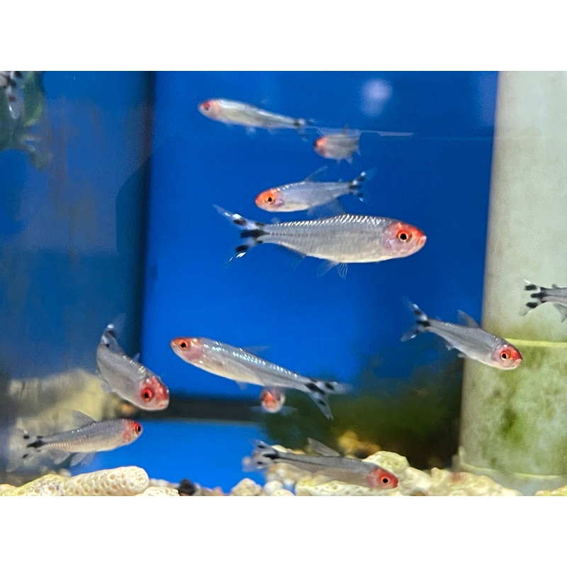 * Tetra * Platinum Rummynose (10 pieces)