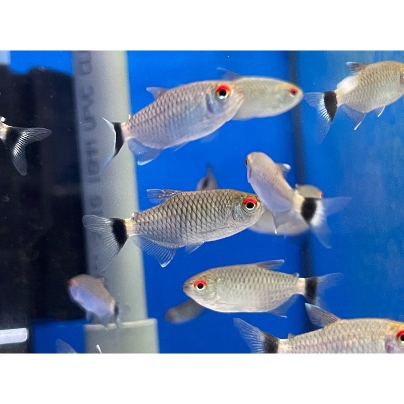 * Tetras * Red eyed tetras (10 pieces)