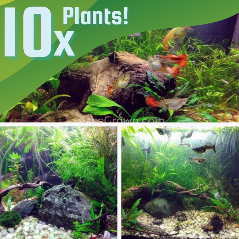 10 Tiny Plant Sampler Pack (Without Floaters) Ten Species Pack No Thanks!