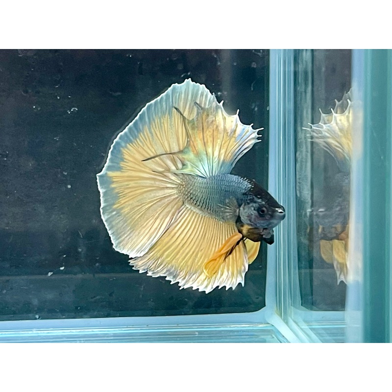 * Betta *Copper MG HM #P97 (Actual Fish)