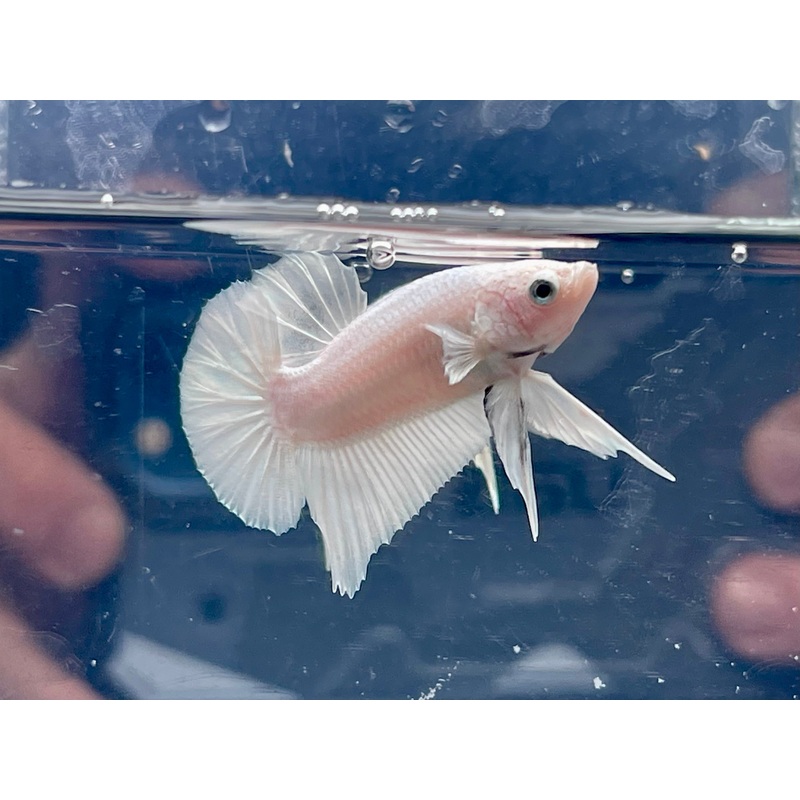 * Betta * Platinum White HMPK #P88 (Actual Fish)