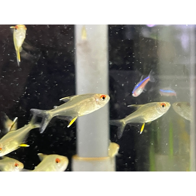 * Tetra * Lemon Tetra(10 pieces)