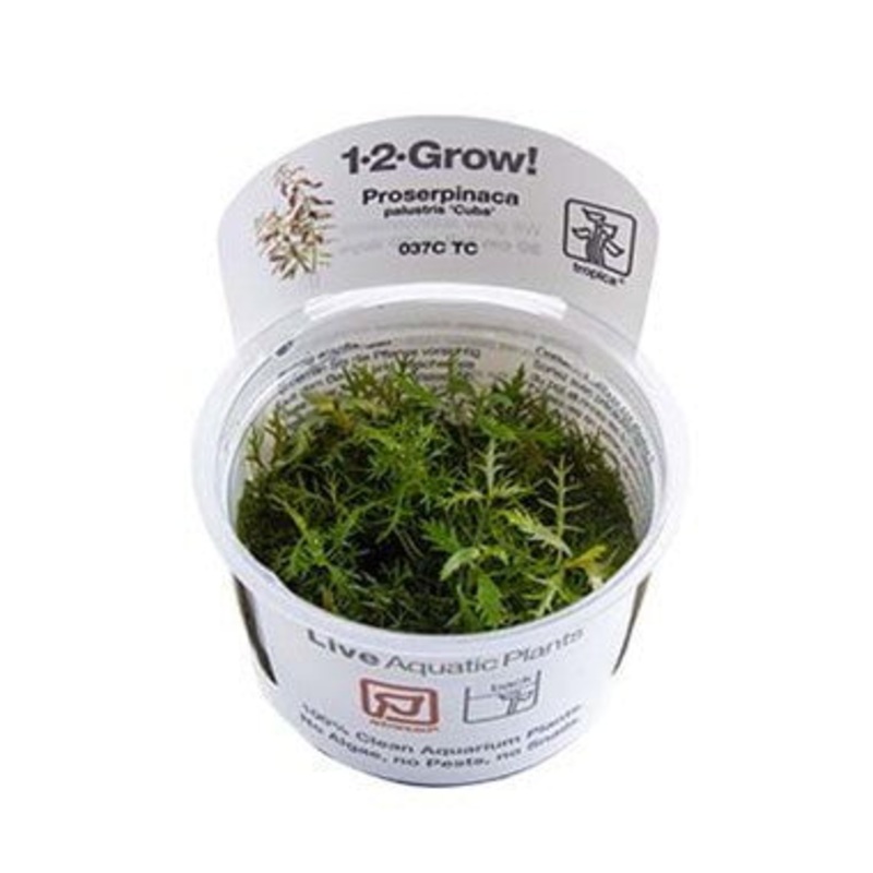 Tropica Proserpinaca palustris ‘Cuba’ 1-2-GROW!